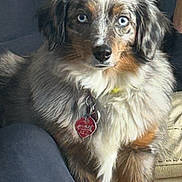 Skye joined the competition — help win amazing prizes! dog, blue_eyes, fluffy, indoor, couch, person, black_hoodie, smile, pet_tag, heart_shaped_tag, sitting, furry, brown_fur, white_fur, portrait, companion, cozy, close_up, friendly, casual