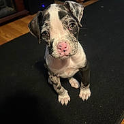 Groot joined the competition — help win amazing prizes! puppy, dog, indoor, black_and_white, speckled, pink_nose, pet, animal, cute, looking_up, floor, mat, wooden_floor, ears, sitting, young, canine, adorable, attention, companion