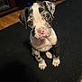 puppy, dog, indoor, black_and_white, speckled, pink_nose, pet, animal, cute, looking_up, floor, mat, wooden_floor, ears, sitting, young, canine, adorable, attention, companion