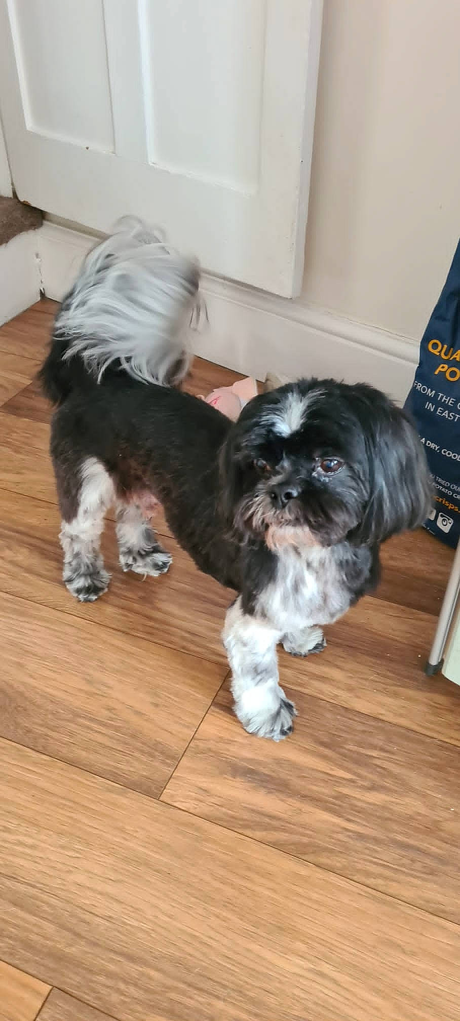 Max joined the competition — help win amazing prizes! canidae, carnivore, companion_dog, dog, dog_breed, flooring, fur, hardwood, liver, shih_poo, shih_tzu, small_terrier, snout, tail, terrier, toy_dog, whiskers, wood, wood_flooring, working_animal