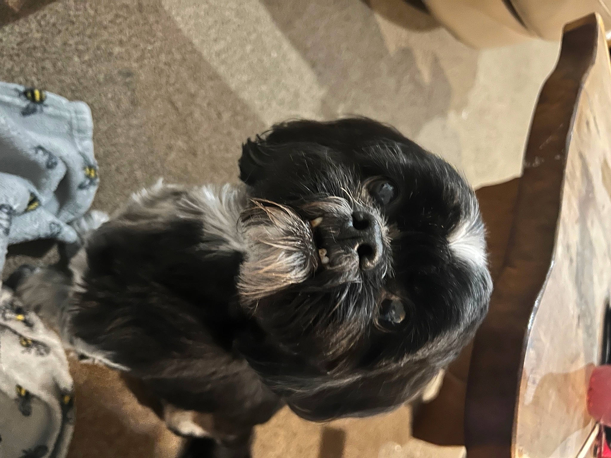 Max joined the competition — help win amazing prizes! bun, canidae, carnivore, claw, companion_dog, dog_breed, felidae, fur, liver, paw, small_to_medium_sized_cats, snout, sporting_group, tail, terrestrial_animal, whiskers, working_animal