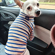 Bubba is registered to the contest to win money with this photo: dog, small_dog, white_dog, striped_sweater, clothing, car_interior, car_door, side_mirror, window, looking_back, pet, cute, ears, sitting, roadside, seat, cozy, animal, companion, portrait