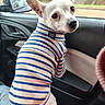 dog, small_dog, white_dog, striped_sweater, clothing, car_interior, car_door, side_mirror, window, looking_back, pet, cute, ears, sitting, roadside, seat, cozy, animal, companion, portrait
