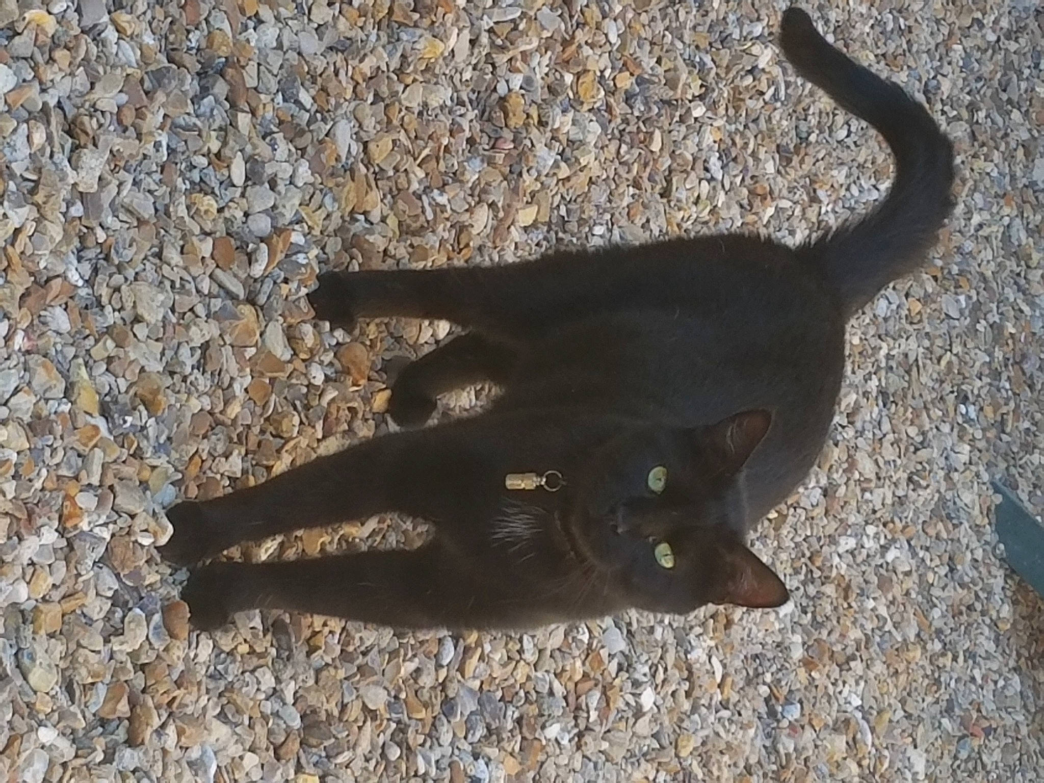 Bagéra participe au concours pour gagner de l'argent avec cette photo : asphalt, black_cat, carnivore, cat, claw, dog_breed, domestic_short_haired_cat, fashion_accessory, felidae, fur, gesture, grass, road_surface, sand, shadow, small_to_medium_sized_cats, soil, tail, terrestrial_animal, tints_and_shades