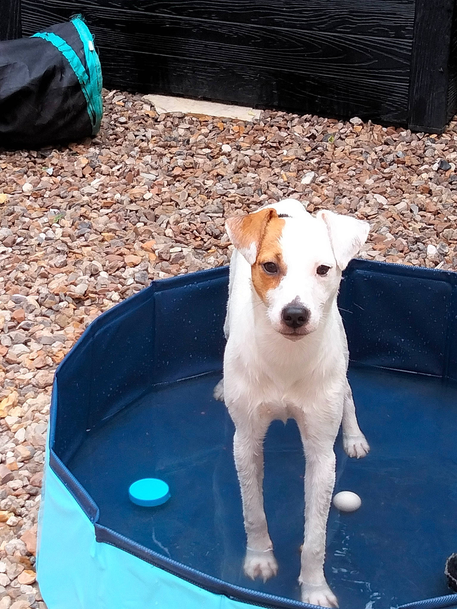 Prunelle participe au concours pour gagner de l'argent avec cette photo : canidae, carnivore, collar, companion_dog, dog, dog_breed, electric_blue, fawn, liquid, luggage_and_bags, pet_supply, sporting_group, tail, water, working_animal, working_dog