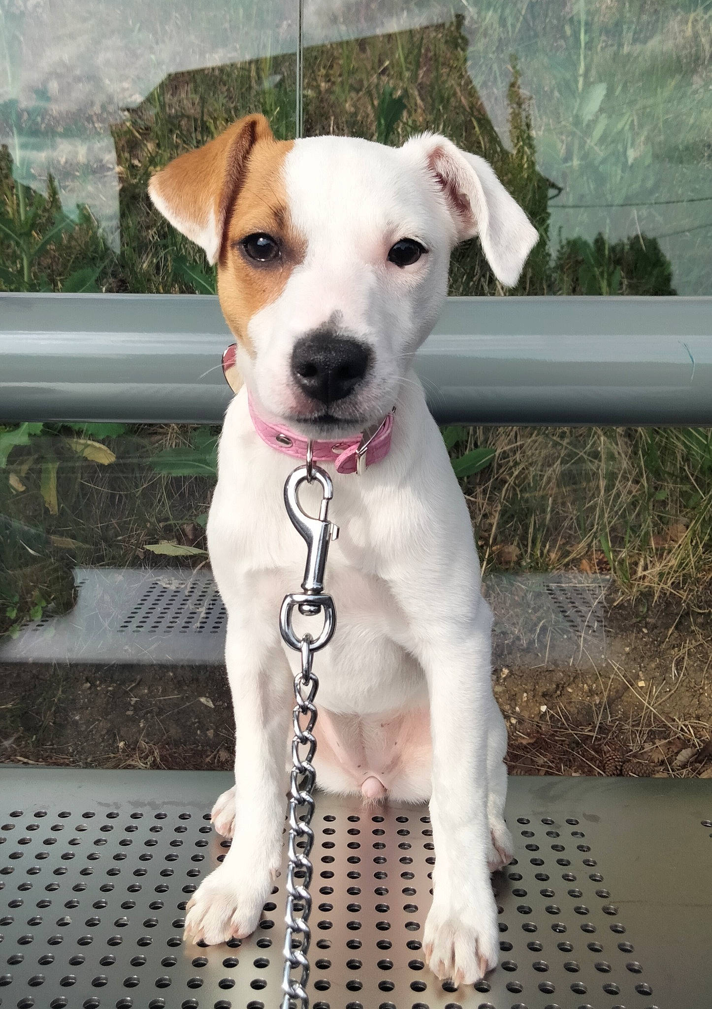 Prunelle a rejoint le concours — aidez-le/la à gagner de superbes lots ! canidae, carnivore, collar, companion_dog, dog, dog_breed, dog_collar, dog_supply, fawn, hunting_dog, non_sporting_group, pet_supply, plant, snout, sporting_group, street_dog, terrestrial_animal, terrier, whiskers, working_animal