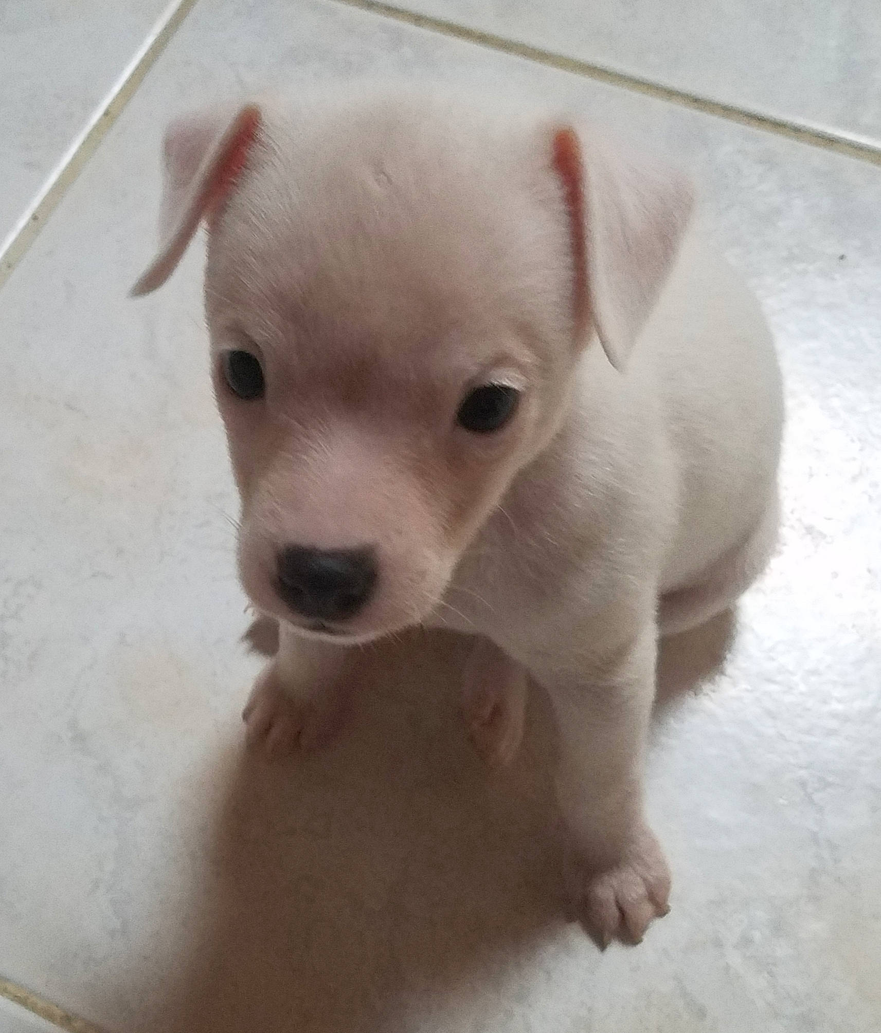 Prunelle participe au concours pour gagner de l'argent avec cette photo : canidae, carnivore, companion_dog, dog, dog_breed, ear, fawn, flooring, fur, no_expression, non_sporting_group, paw, snout, sporting_group, tail, terrestrial_animal, toy_dog, whiskers, wood, working_animal