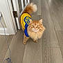 Ryzhik is registered to the contest to win money with this photo: cat, orange_cat, fluffy, pet_clothing, indoor, wooden_floor, door, curious, tail, feline, animal, domestic_cat, yellow, blue, fur, cute, alert, whiskers, eyes, household