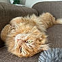 Ryzhik joined the competition — help win amazing prizes! cat, orange_cat, fluffy, upside_down, relaxed, couch, furniture, indoor, pet, whiskers, fur, green_eyes, cozy, domestic_cat, soft_light, close_up, resting, cute, comfortable, feline