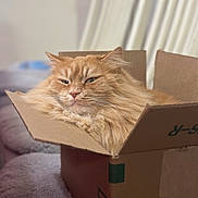 Ryzhik joined the competition — help win amazing prizes! cat, orange_cat, fluffy, cardboard_box, pet, indoor, feline, cozy, relaxed, animal, cute, soft, fur, sitting, portrait, home, domestic, sleepy, cute_pet, box