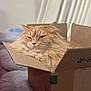 cat, orange_cat, fluffy, cardboard_box, pet, indoor, feline, cozy, relaxed, animal, cute, soft, fur, sitting, portrait, home, domestic, sleepy, cute_pet, box