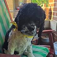 Jackson is registered to the contest to win money with this photo: dog, black_and_white, bandana, yellow_bandana, porch, chair, wooden_chair, cushion, green_stripes, pet, canine, outdoor, daylight, brick_house, window, plant, fur, sitting, looking_down, domestic_animal