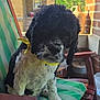dog, black_and_white, bandana, yellow_bandana, porch, chair, wooden_chair, cushion, green_stripes, pet, canine, outdoor, daylight, brick_house, window, plant, fur, sitting, looking_down, domestic_animal