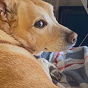 Lexie is registered to the contest to win money with this photo: dog, close_up, brown_fur, pet, blanket, indoor, resting, canine, fur_texture, animal, looking_away, paw, sleepy, domestic_animal, companion, cute, relaxed, portrait, furry, side_view