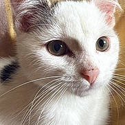 Mario participe au concours pour gagner de l'argent avec cette photo : cat, white_cat, close_up, whiskers, ears, curious, pet, animal, feline, indoor, resting, soft_fur, cute, young_cat, portrait, domestic_cat, cushion, patterned_background, pink_nose, eyes