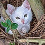 kitten, cat, white_cat, animal, nature, twigs, leaves, greenery, cute, young_animal, outdoor, closeup, eyes, paw, wildlife, forest, curious, small, feline, nest