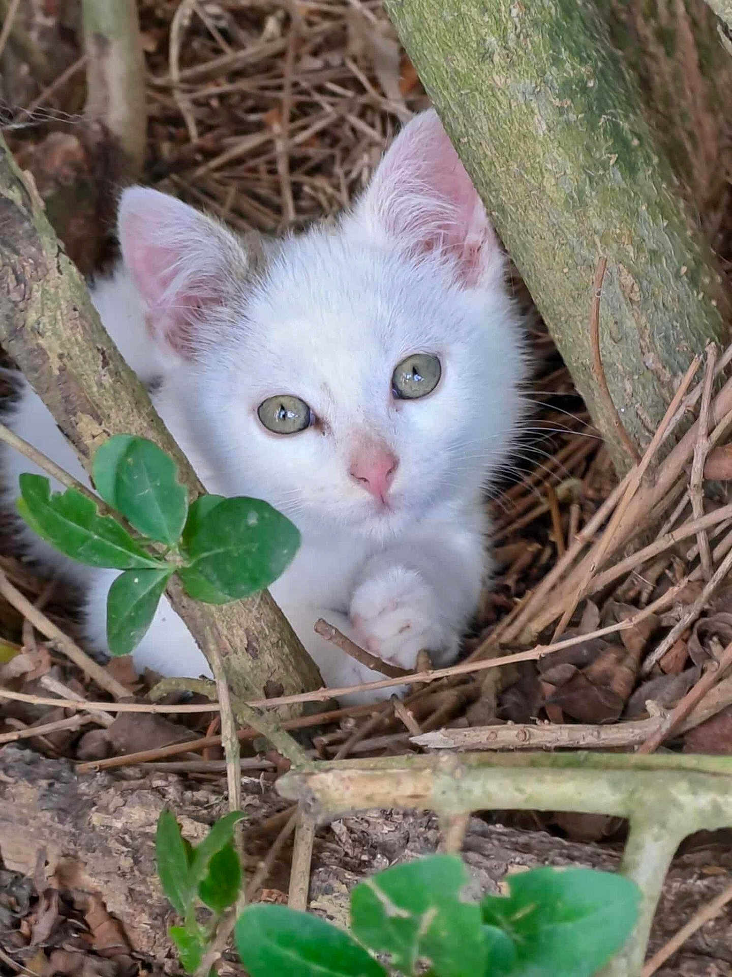 Mario a rejoint le concours — aidez-le/la à gagner de superbes lots ! kitten, cat, white_cat, animal, nature, twigs, leaves, greenery, cute, young_animal, outdoor, closeup, eyes, paw, wildlife, forest, curious, small, feline, nest