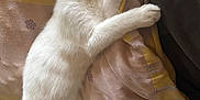 Mario a rejoint le concours — aidez-le/la à gagner de superbes lots ! cat, kitten, sleeping, white_fur, paw, blanket, cozy, resting, indoor, cute, fur, pet, animal, relaxing, soft, comfort, closeup, nap, peaceful, feline