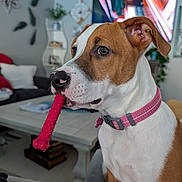 Sadie joined the competition — help win amazing prizes! dog, pet, indoor, living_room, toy, chew_toy, pink_collar, brown_and_white, canine, furniture, couch, table, television, decor, plant, focused, sitting, close_up, domestic_animal, house