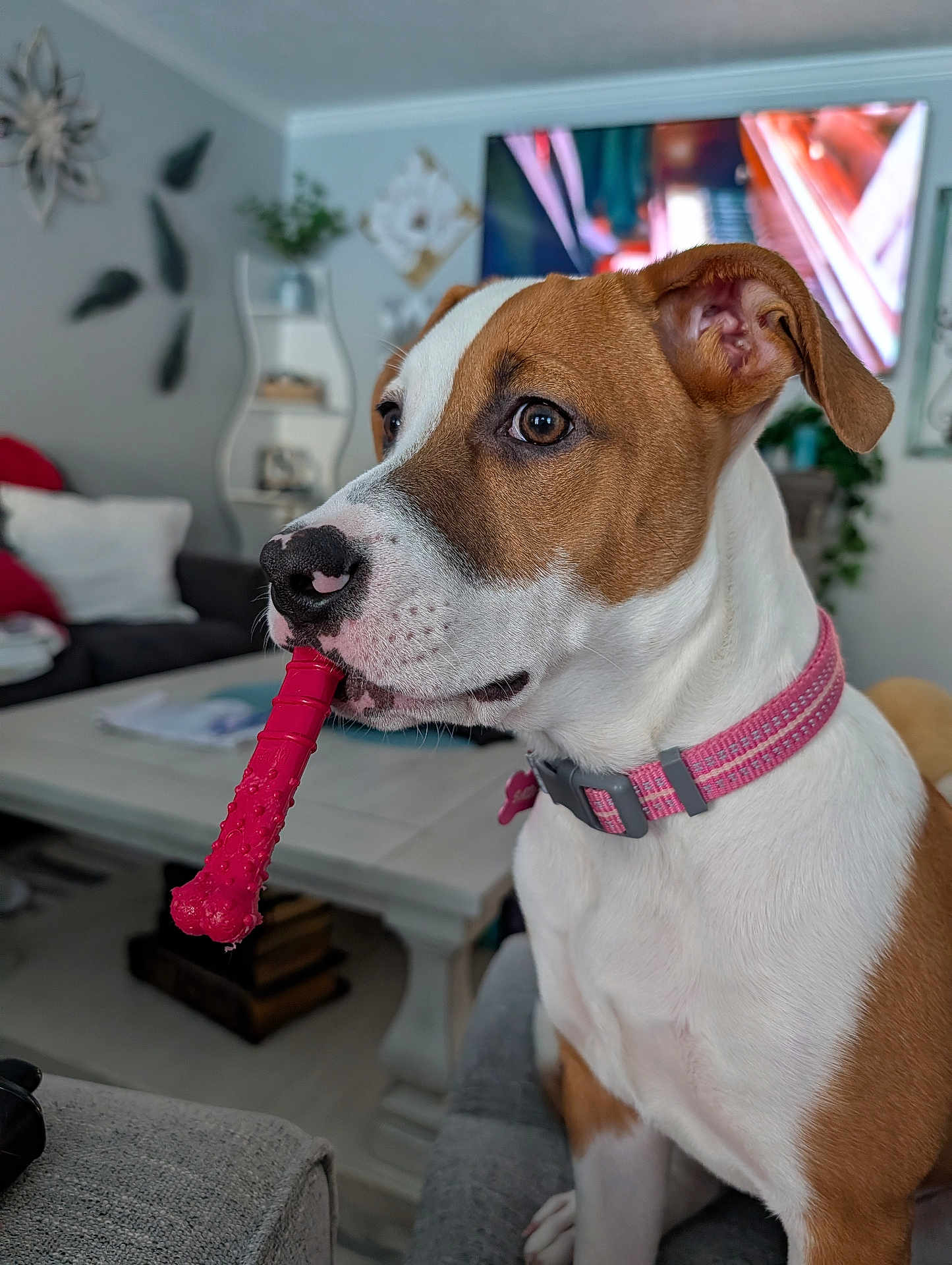 Sadie joined the competition — help win amazing prizes! dog, pet, indoor, living_room, toy, chew_toy, pink_collar, brown_and_white, canine, furniture, couch, table, television, decor, plant, focused, sitting, close_up, domestic_animal, house