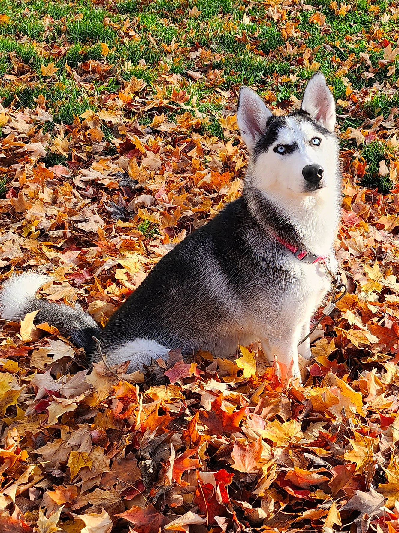 Astrid is registered to the contest to win money with this photo: autumn, canidae, carnivore, companion_dog, deciduous, dog, dog_breed, fawn, grass, leaf, people_in_nature, plant, snout, soil, sporting_group, tail, terrestrial_animal, tree, working_animal, working_dog