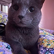 Bellos is registered to the contest to win money with this photo: animal, bedroom, blanket, cat, close_up, colorful, cozy, curious, floral_pattern, fur, gray_cat, indoor, paw, pet, pink_background, portrait, resting, soft_light, whiskers, wide_eyes