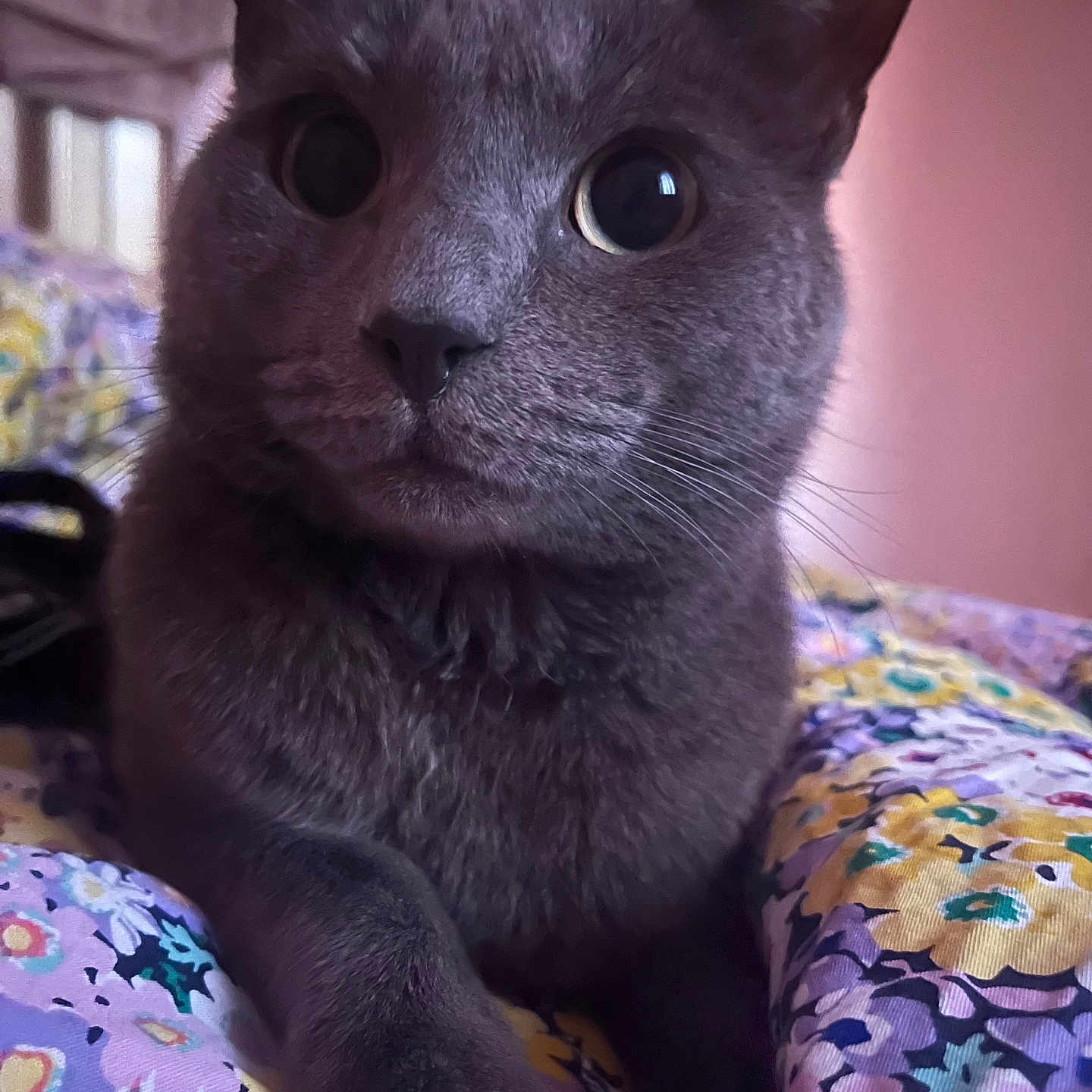 Bellos is registered to the contest to win money with this photo: animal, bedroom, blanket, cat, close_up, colorful, cozy, curious, floral_pattern, fur, gray_cat, indoor, paw, pet, pink_background, portrait, resting, soft_light, whiskers, wide_eyes