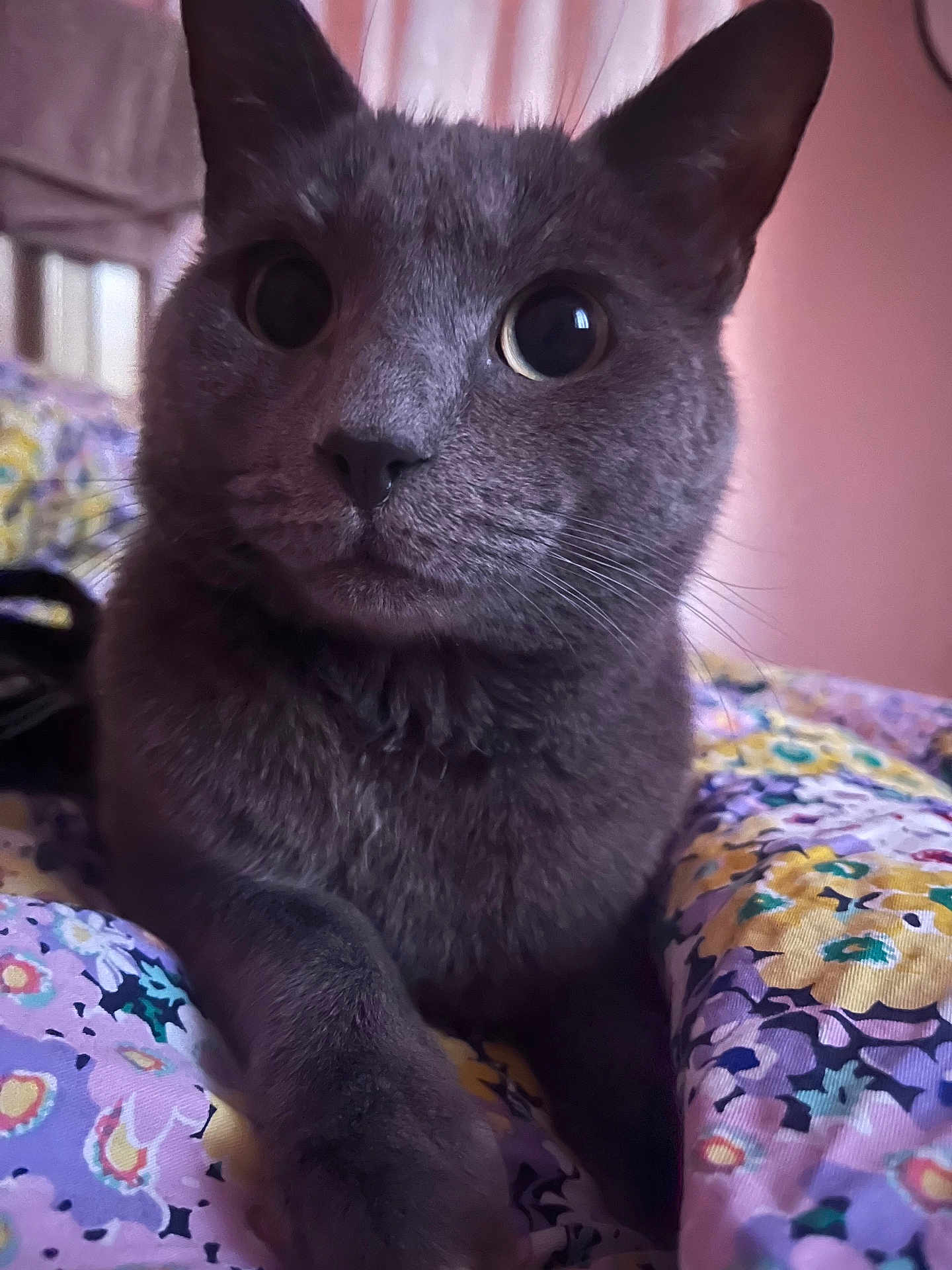 Bellos is registered to the contest to win money with this photo: animal, bedroom, blanket, cat, close_up, colorful, cozy, curious, floral_pattern, fur, gray_cat, indoor, paw, pet, pink_background, portrait, resting, soft_light, whiskers, wide_eyes