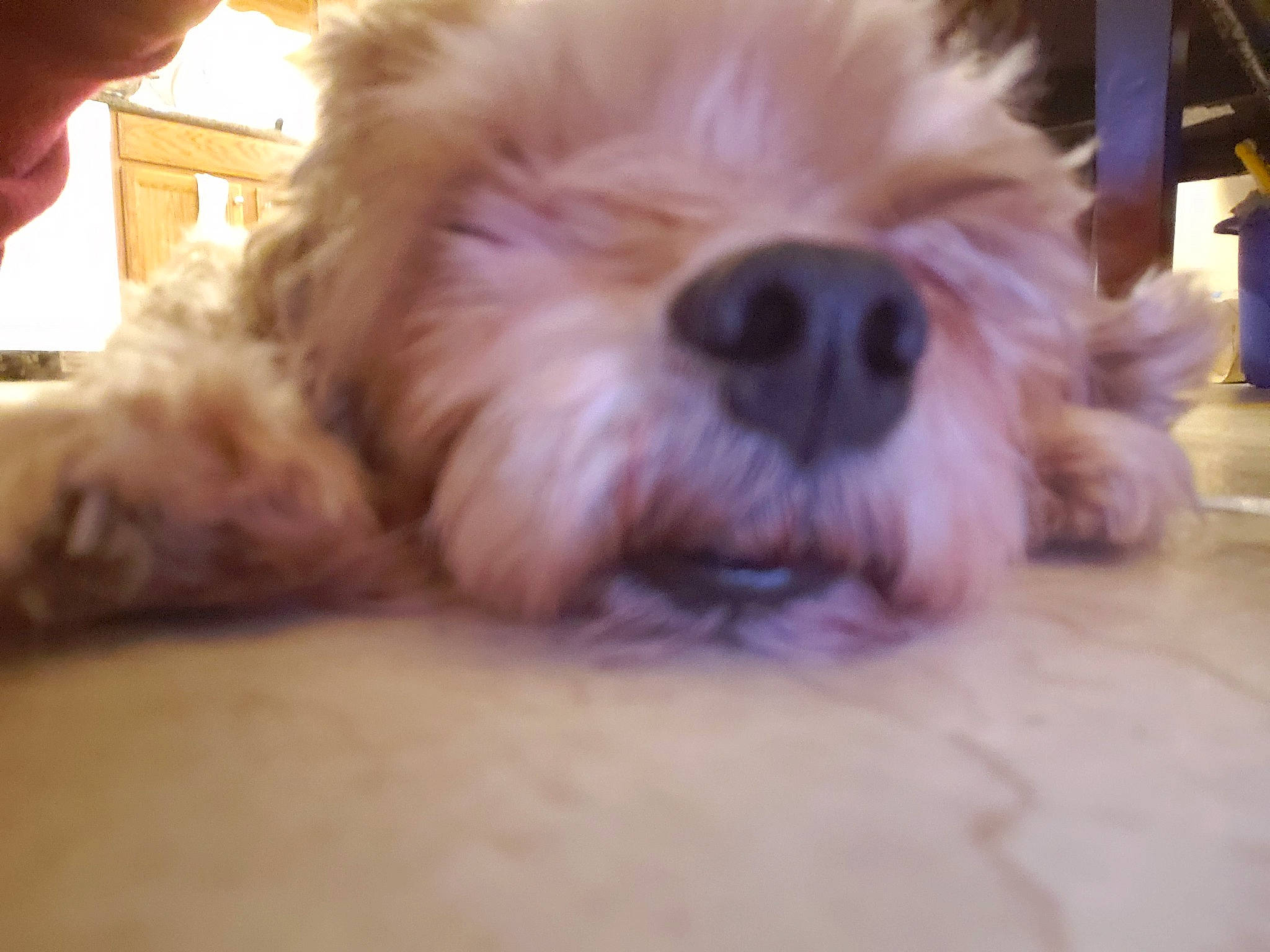 Casey is registered to the contest to win money with this photo: canidae, carnivore, cavapoo, cockapoo, companion_dog, dog, dog_breed, glen_of_imaal_terrier, maltepoo, maltese, mammal, poodle_crossbreed, puppy, puppy_love, schnoodle, shih_tzu, snout, sporting_lucas_terrier, vertebrate, west_highland_white_terrier