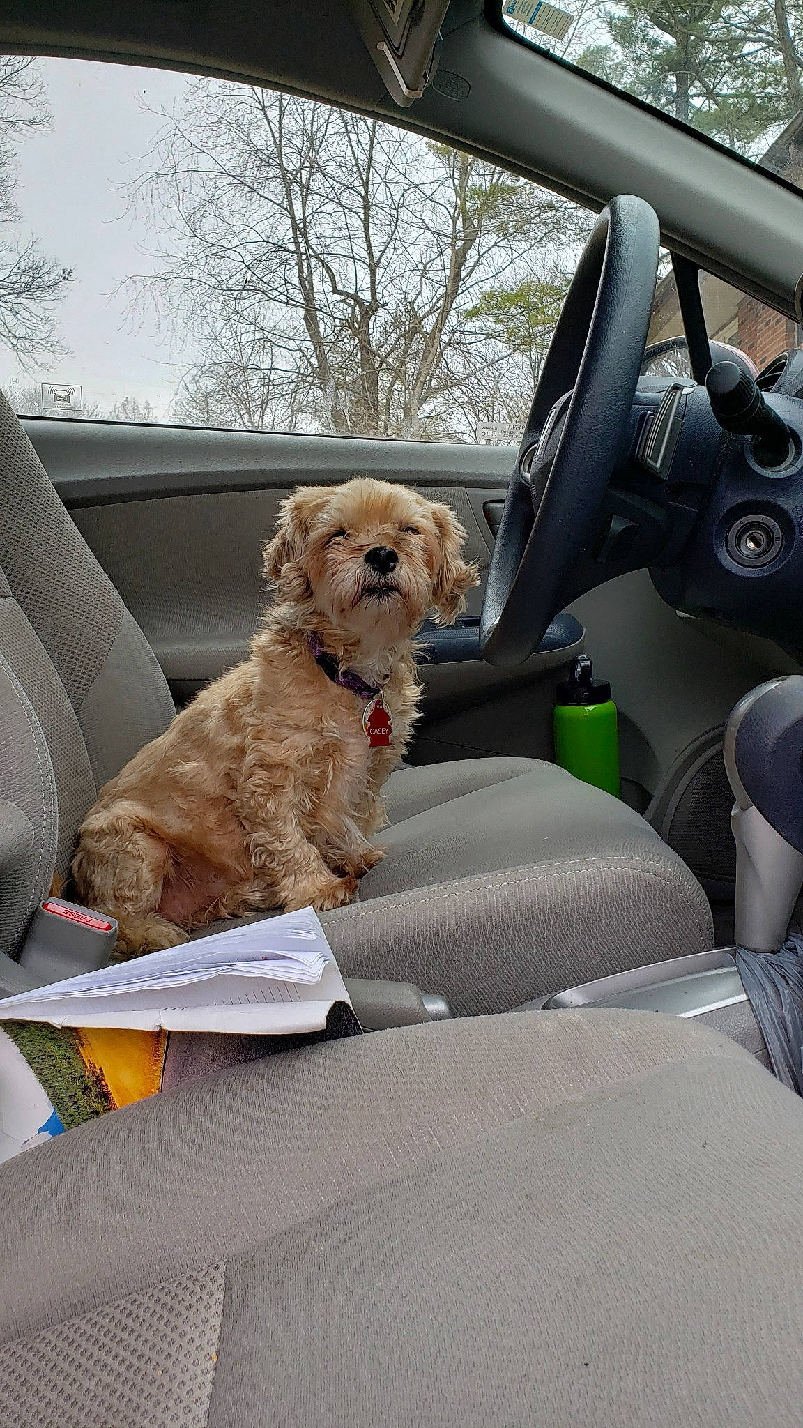 Casey joined the competition — help win amazing prizes! automotive_window_part, canidae, car, car_seat, car_seat_cover, carnivore, companion_dog, dog, dog_breed, driving, family_car, goldendoodle, seat_belt, snout, sporting_group, steering_wheel, vehicle, vehicle_door