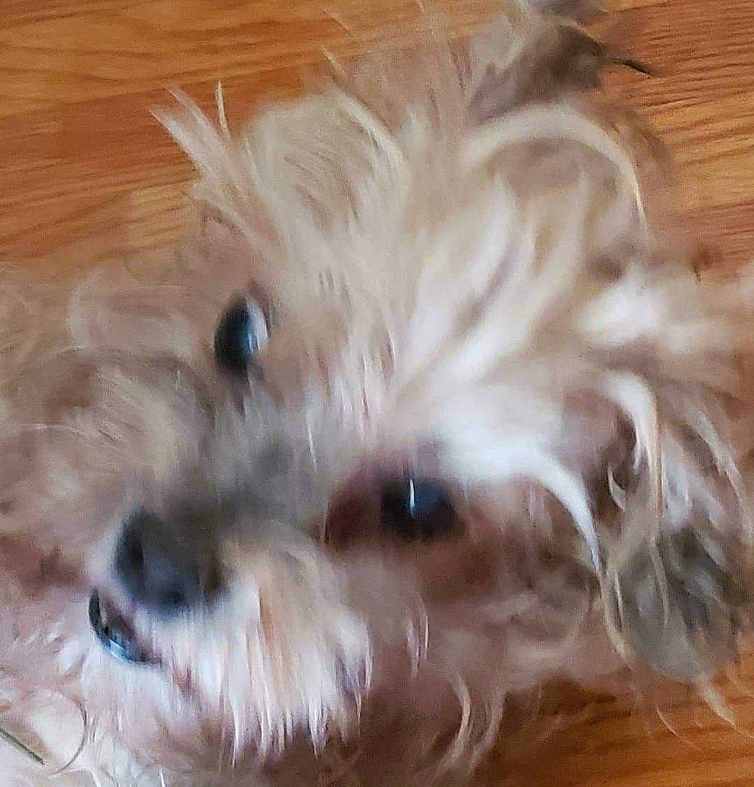 Casey is registered to the contest to win money with this photo: bolonka, canidae, carnivore, cavapoo, cockapoo, companion_dog, dog, dog_breed, dutch_smoushond, glen_of_imaal_terrier, maltepoo, mammal, morkie, poodle_crossbreed, puppy, schnoodle, snout, sporting_lucas_terrier, terrier, vertebrate