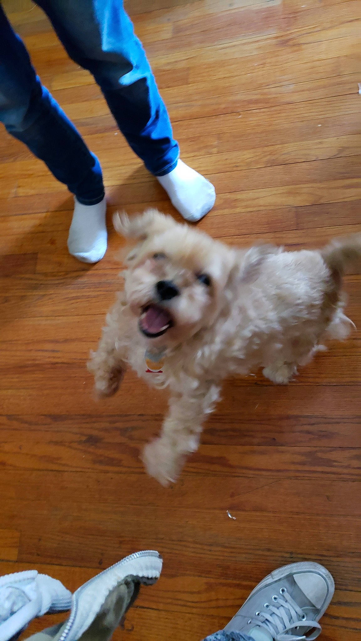 Casey joined the competition — help win amazing prizes! bolonka, canidae, carnivore, cavachon, cockapoo, companion_dog, dog, dog_breed, havanese, maltepoo, maltese, mammal, morkie, poodle_crossbreed, puppy, schnoodle, shih_tzu, sporting_group, sporting_lucas_terrier, vertebrate