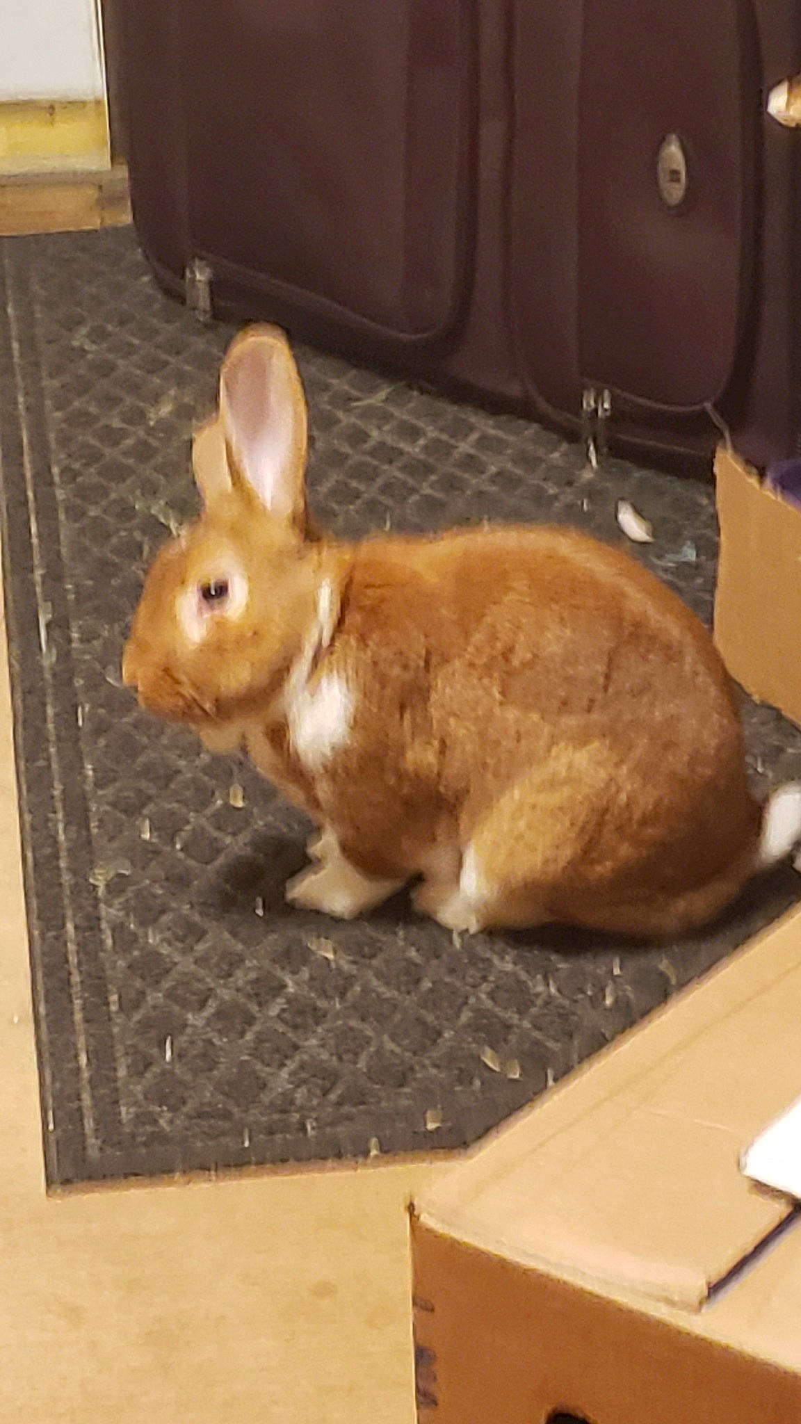 Kuro is registered to the contest to win money with this photo: domestic_rabbit, ear, fawn, hare, mammal, rabbit, rabbits_and_hares, snout, whiskers, wood_rabbit