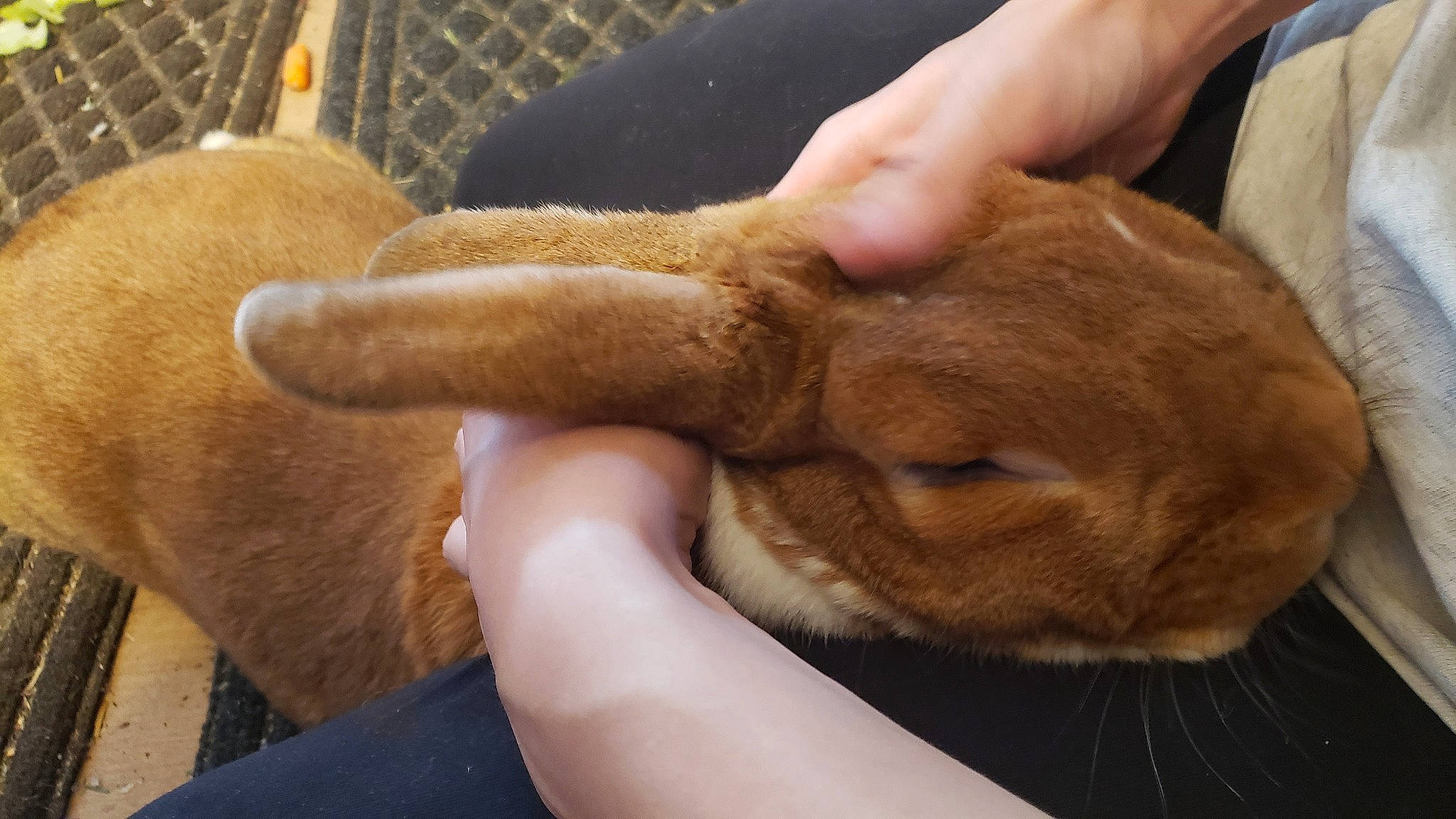 Kuro is registered to the contest to win money with this photo: canidae, carnivore, ear, fawn, hand, mammal, rabbits_and_hares, snout