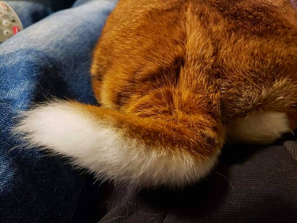 Kuro is registered to the contest to win money with this photo: canidae, carnivore, cat, claw, ear, fawn, felidae, fur, nap, paw, sleep, small_to_medium_sized_cats, snout, tail, whiskers