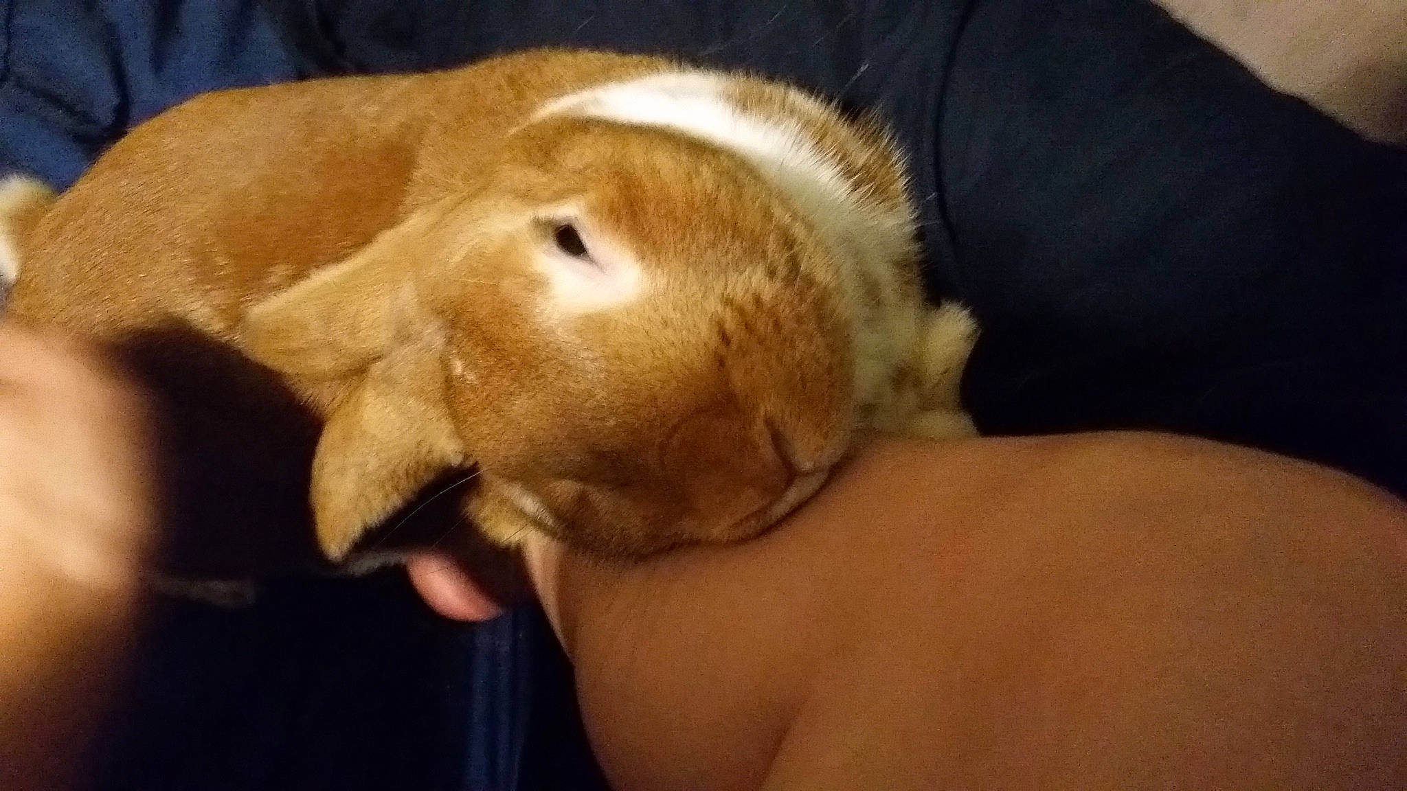 Kuro is registered to the contest to win money with this photo: canidae, carnivore, dog, dog_breed, domestic_rabbit, ear, fawn, guinea_pig, mammal, puppy, puppy_love, rabbit, rabbits_and_hares, snout, sporting_group