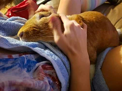 Kuro is registered to the contest to win money with this photo: birth, carnivore, cat, felidae, nap, sleep, small_to_medium_sized_cats, sphynx, whiskers