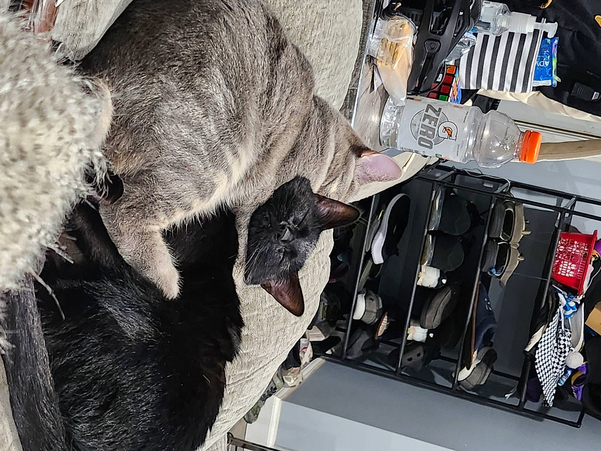 Binks is registered to the contest to win money with this photo: auto_part, automotive_design, automotive_exterior, automotive_tire, bumper, carnivore, cat, claw, comfort, domestic_short_haired_cat, felidae, fur, hood, machine, motor_vehicle, small_to_medium_sized_cats, tail, trunk, whiskers