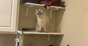 Circe Jane is registered to the contest to win money with this photo: cat, shelf, laundry_room, cleaning_supplies, pots, bags, household_items, curious_cat, indoor, furniture, container, window, cabinet, table, miscellaneous, storage, pet, domestic, curiosity, clutter