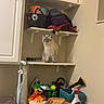 cat, shelf, laundry_room, cleaning_supplies, pots, bags, household_items, curious_cat, indoor, furniture, container, window, cabinet, table, miscellaneous, storage, pet, domestic, curiosity, clutter