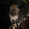 Circe Jane joined the competition — help win amazing prizes! cat, chair, indoor, floor, table, cup, pet, animal, feline, looking_up, dark, dim_light, curious, whiskers, ears, fur, home, tiled_floor, shadow, seated