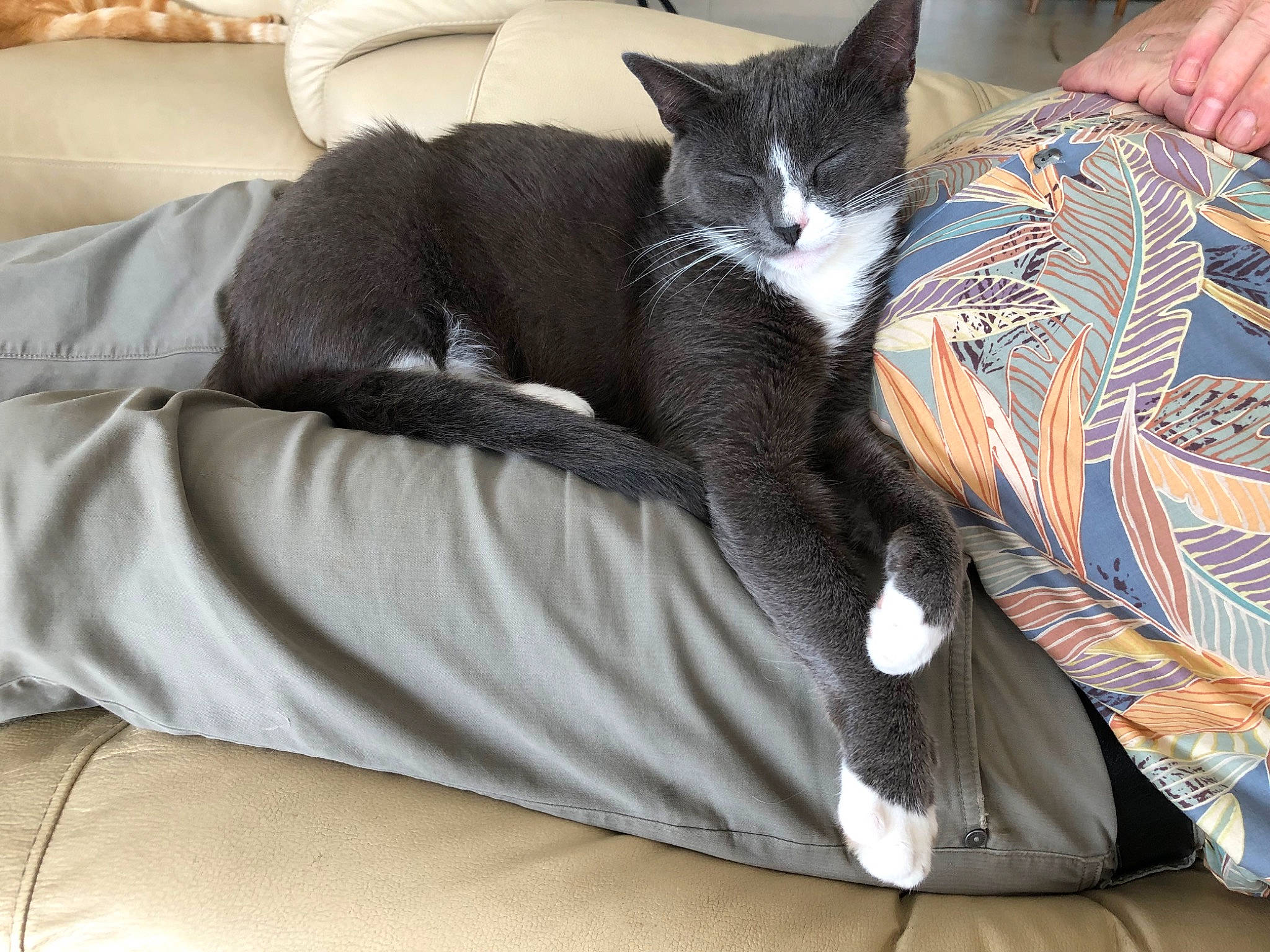 Lili participe au concours pour gagner de l'argent avec cette photo : bed, bedding, carnivore, cat, comfort, couch, domestic_short_haired_cat, felidae, fur, grey, lap, linens, nap, paw, room, sitting, small_to_medium_sized_cats, tail, textile, whiskers