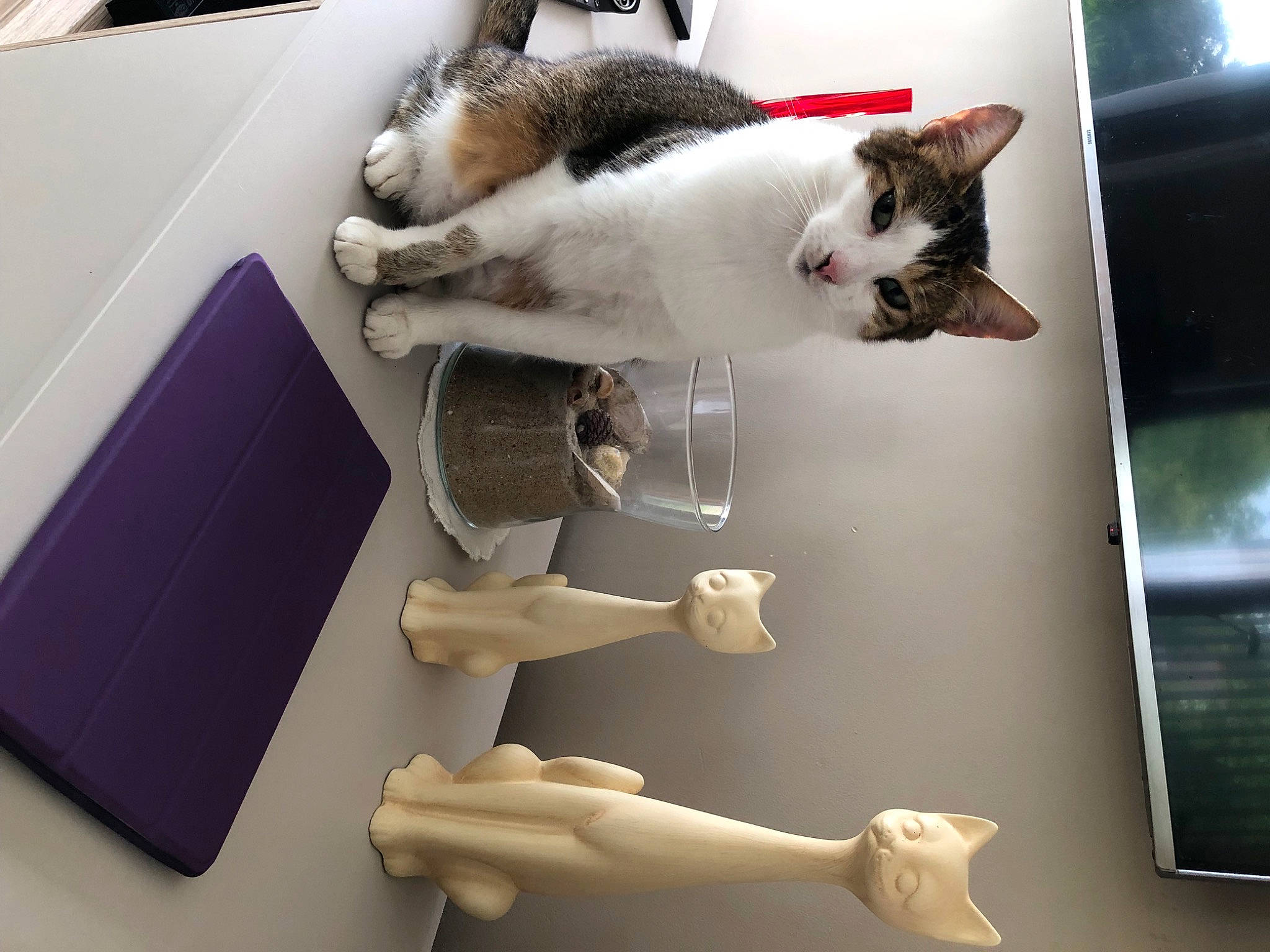 Zola a rejoint le concours — aidez-le/la à gagner de superbes lots ! art, carnivore, cat, companion_dog, domestic_short_haired_cat, felidae, flooring, fur, mammal, paw, photo_caption, photography, room, small_to_medium_sized_cats, table, tail, vertebrate, whiskers, white, wood