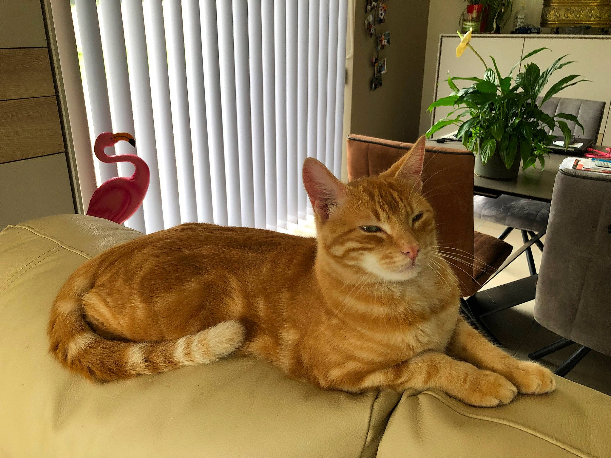 Jerry participe au concours pour gagner de l'argent avec cette photo : carnivore, cat, comfort, domestic_short_haired_cat, fawn, felidae, flooring, flowerpot, fur, hardwood, houseplant, paw, plant, room, small_to_medium_sized_cats, tail, terrestrial_animal, whiskers, window, wood