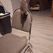 Ki Ki is registered to the contest to win money with this photo: kitten, cat, chair, furniture, indoor, floor, trash_bin, climbing, patterned, metal_frame, room, curtain, door, cushion, wood_floor, shadow, pet, animal, cozy, home