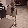 kitten, cat, chair, furniture, indoor, floor, trash_bin, climbing, patterned, metal_frame, room, curtain, door, cushion, wood_floor, shadow, pet, animal, cozy, home