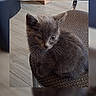 kitten, cat, gray, feline, indoor, chair, fur, cute, pet, animal, floor, whiskers, small, young, domestic, curious, seated, texture, cozy, quiet