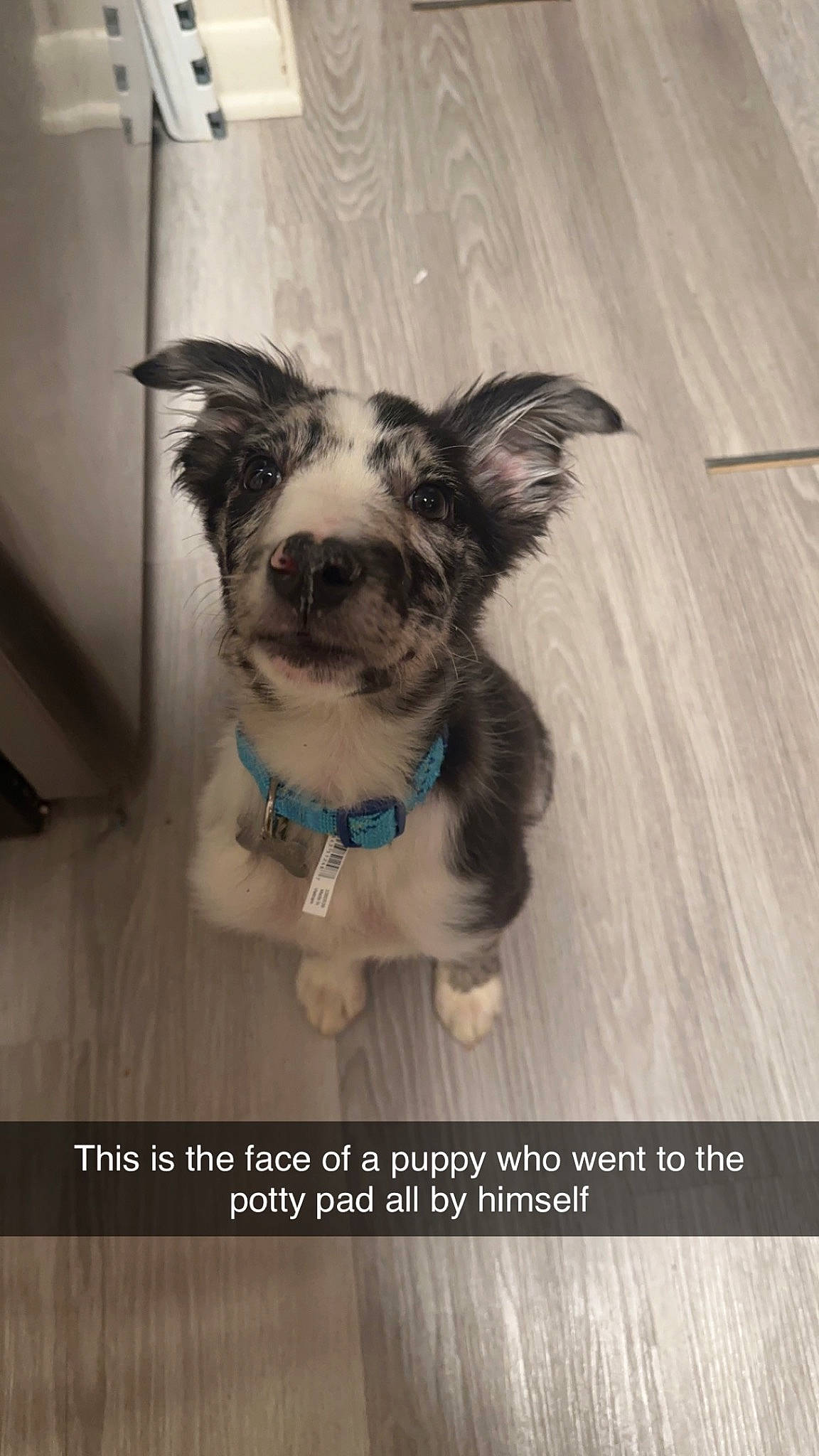 Nemo joined the competition — help win amazing prizes! canidae, carnivore, companion_dog, dog, dog_breed, dog_supply, electric_blue, fashion_accessory, fawn, font, fur, hardwood, pet_supply, snout, sporting_group, tie, toy_dog, whiskers, wood, working_animal