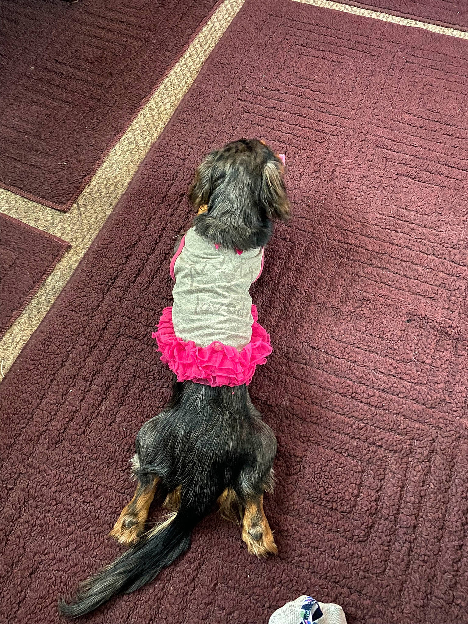 Angle joined the competition — help win amazing prizes! canidae, carnivore, collar, companion_dog, dog, dog_breed, dog_clothes, dog_collar, dog_supply, fawn, flooring, fur, leash, liver, pet_supply, snout, sporting_group, tail, toy_dog, working_animal