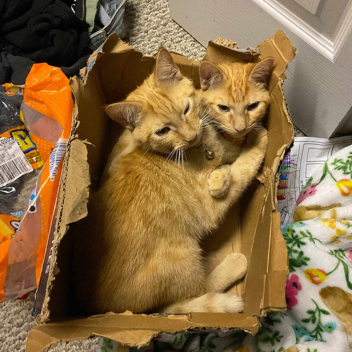 Papaya And Simba
